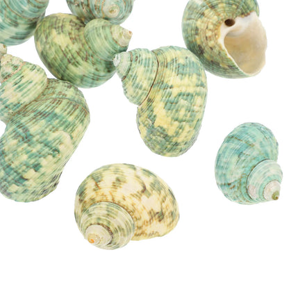10Pcs Aquarium Natural Conch Hermit Crab Shells