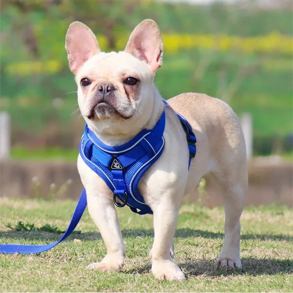 No Pull Dog Harness and Leash Set