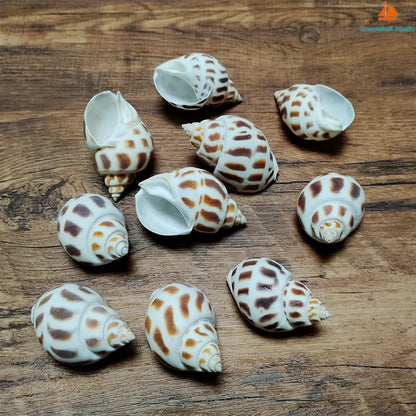 10 PC Babylonia Lutosa Shells 5-6CM