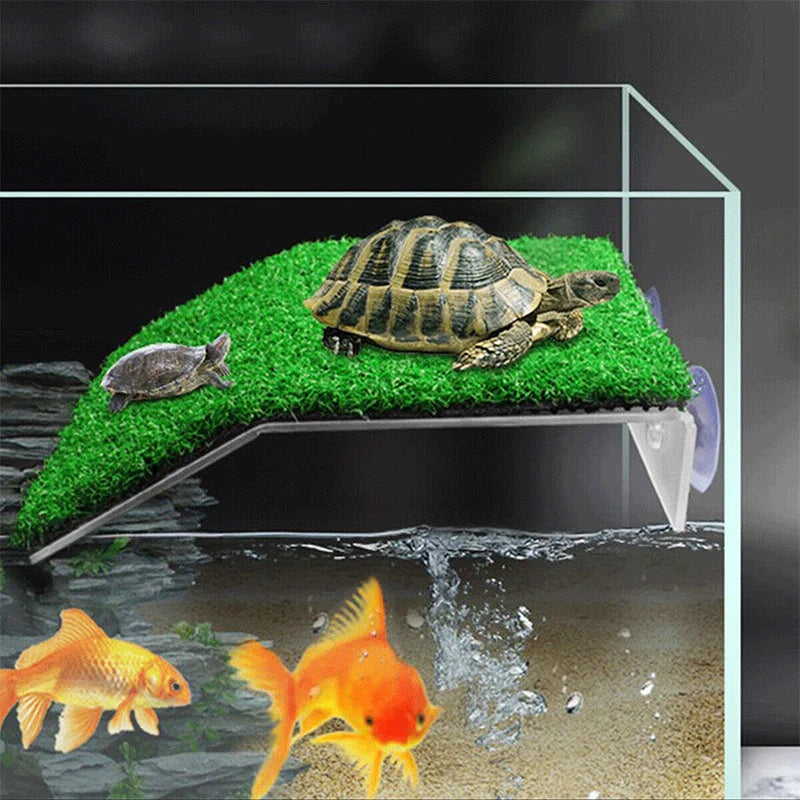 Turtle Climbing, Sunbathing Platform