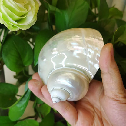 8-10cm Large Polished Turbo Shells