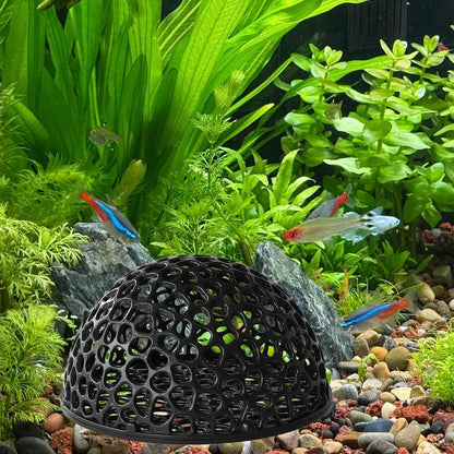 Shrimp Breeding Cave