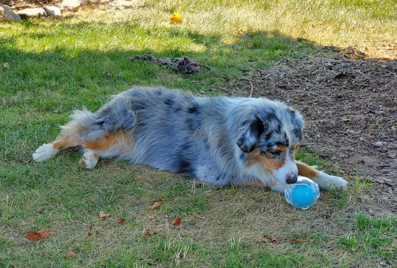 Amazing Squeaker Ball, Durable Floatable