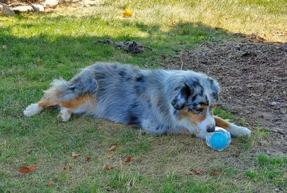Amazing Squeaker Ball, Durable Floatable