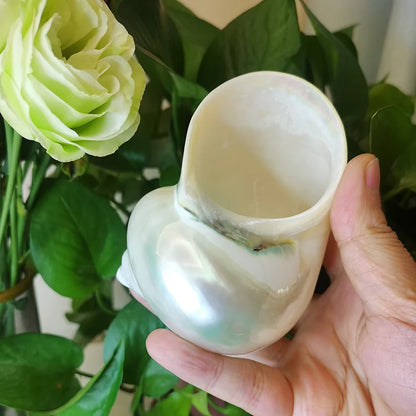 8-10cm Large Polished Turbo Shells