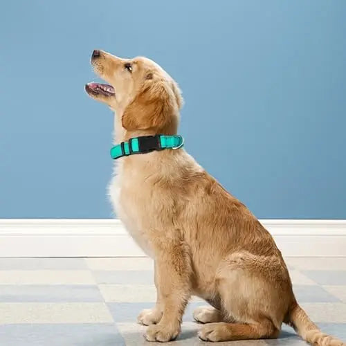 Reflective Dog Collar for Medium Dogs