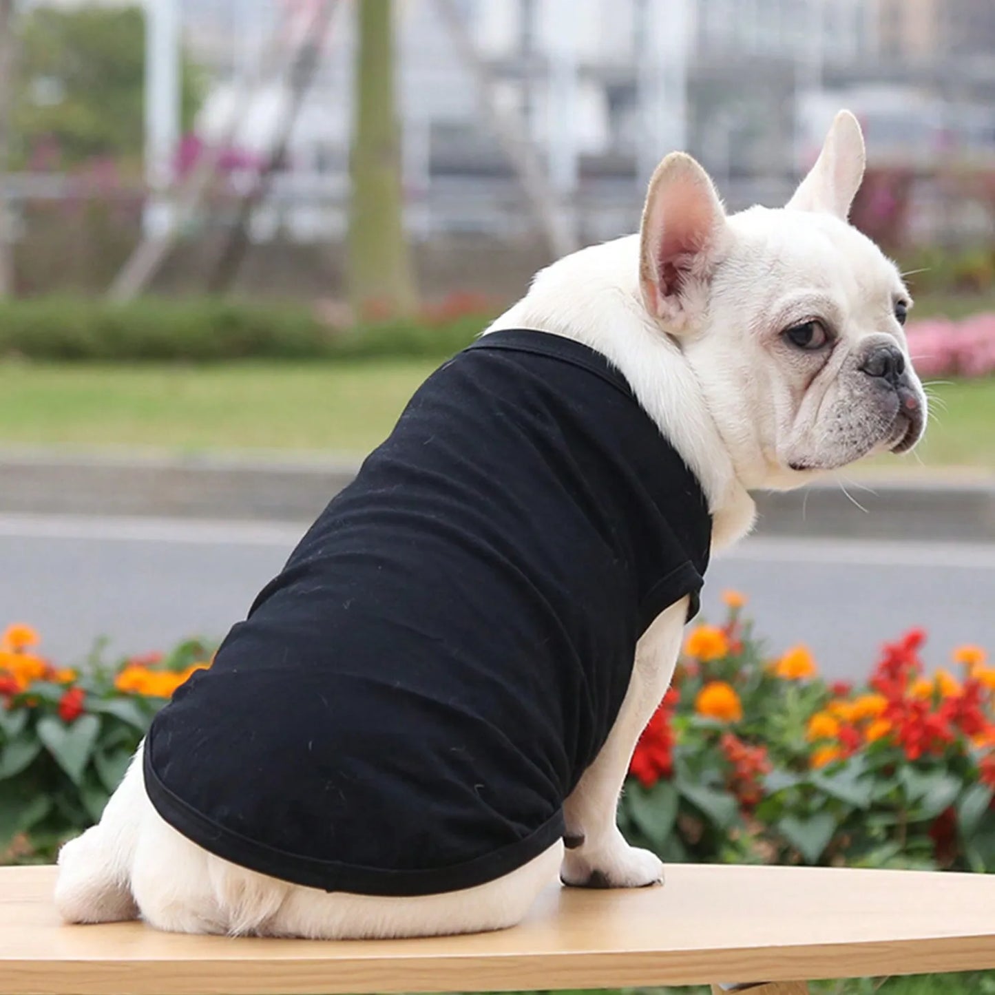 Solid Cotton T-shirt for Sm/Med Dogs