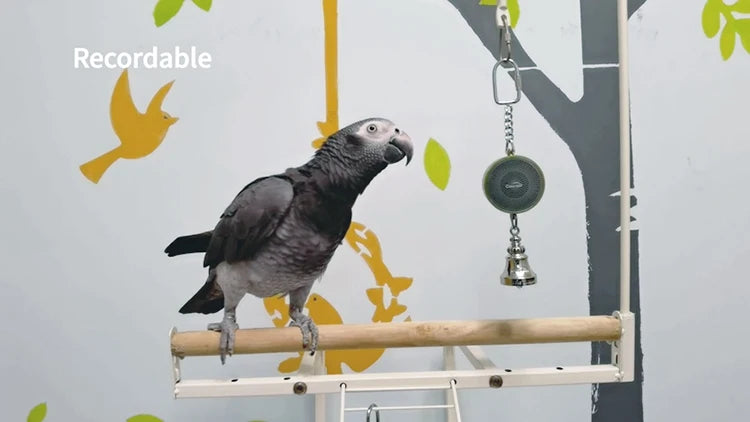 Parrot Teaching, Training Toys