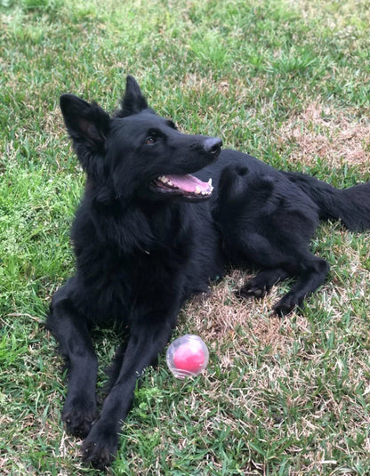 Amazing Squeaker Ball, Durable Floatable