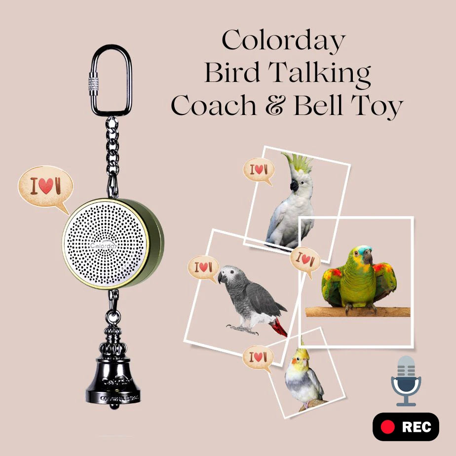Parrot Teaching, Training Toys