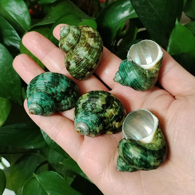 5 PCS Green Natural Ocean Turbo Shells