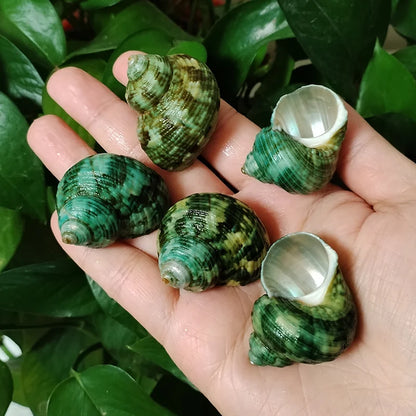 5 PCS Green Natural Ocean Turbo Shells