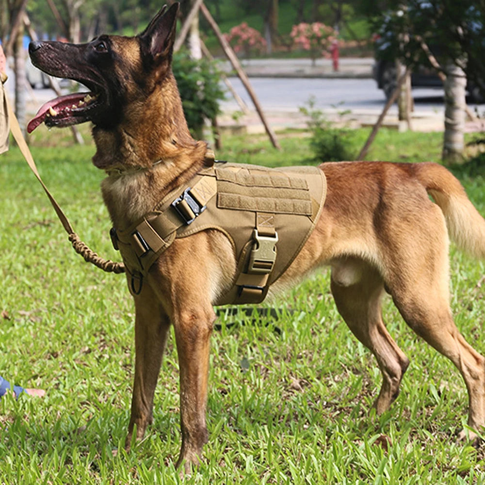 Med/Lg Harness, Leash Set for Walking and Training