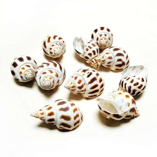 10 PC Babylonia Lutosa Shells 5-6CM