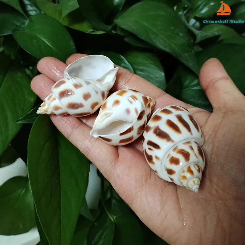10 PC Babylonia Lutosa Shells 5-6CM