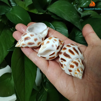 10 PC Babylonia Lutosa Shells 5-6CM