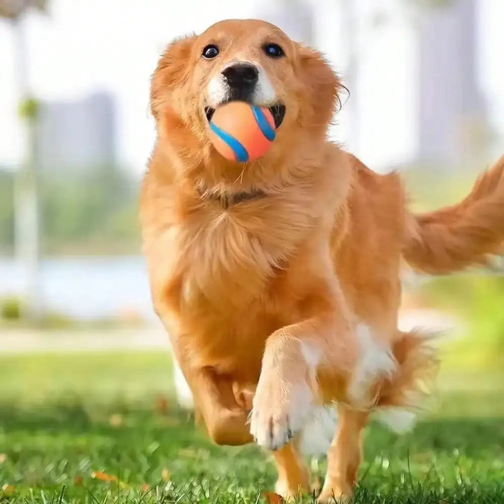 Tough Fetch Ball Toy