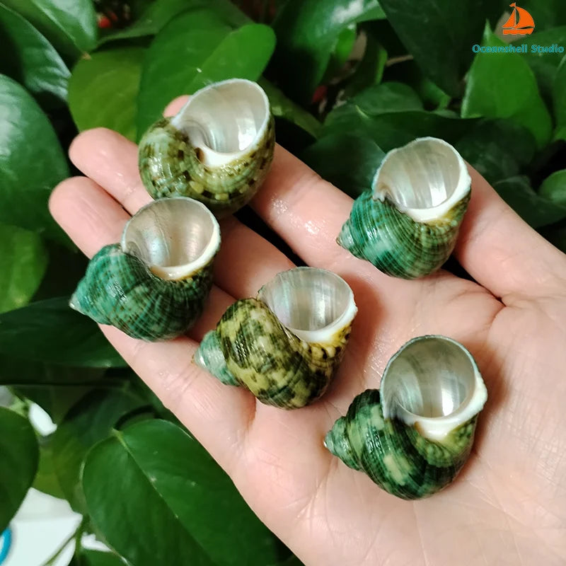 5 PCS Green Natural Ocean Turbo Shells