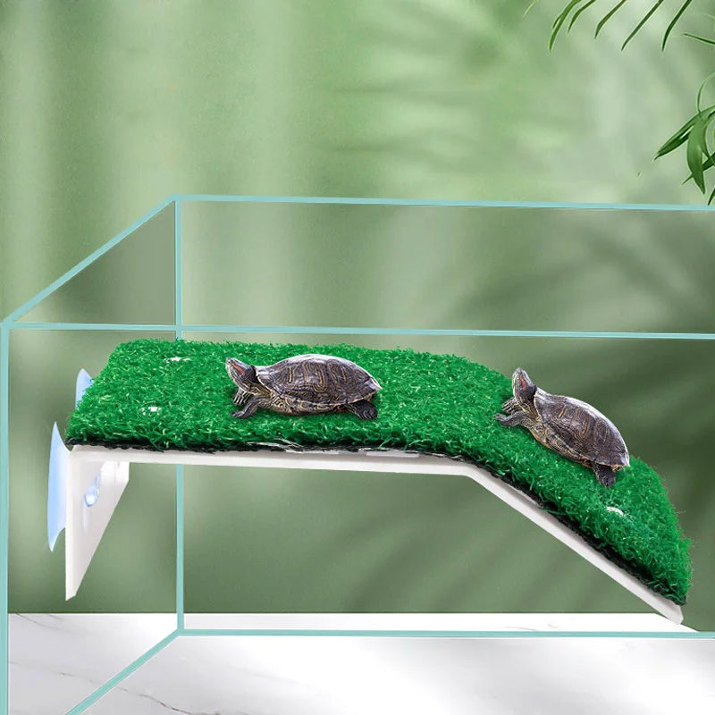 Turtle Climbing, Sunbathing Platform