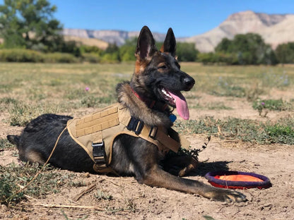 Adjustable Tactical Vest Harness & Durable Nylon Collar