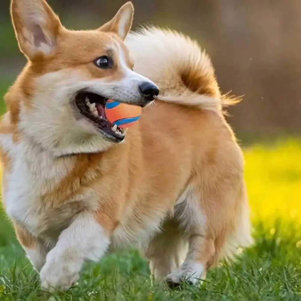 Tough Fetch Ball Toy