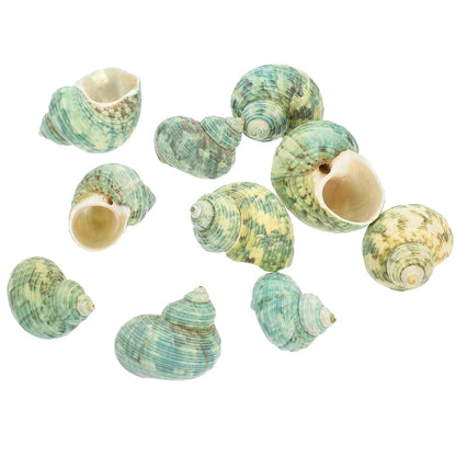 10Pcs Aquarium Natural Conch Hermit Crab Shells