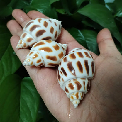 10 PC Babylonia Lutosa Shells 5-6CM
