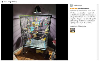 Parrot Teaching, Training Toys