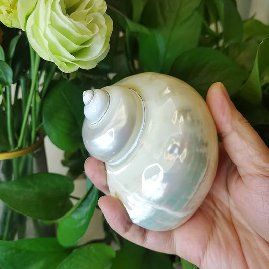8-10cm Large Polished Turbo Shells