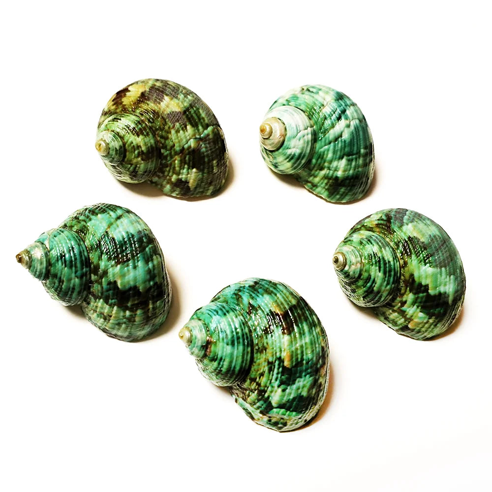 5 PCS Green Natural Ocean Turbo Shells