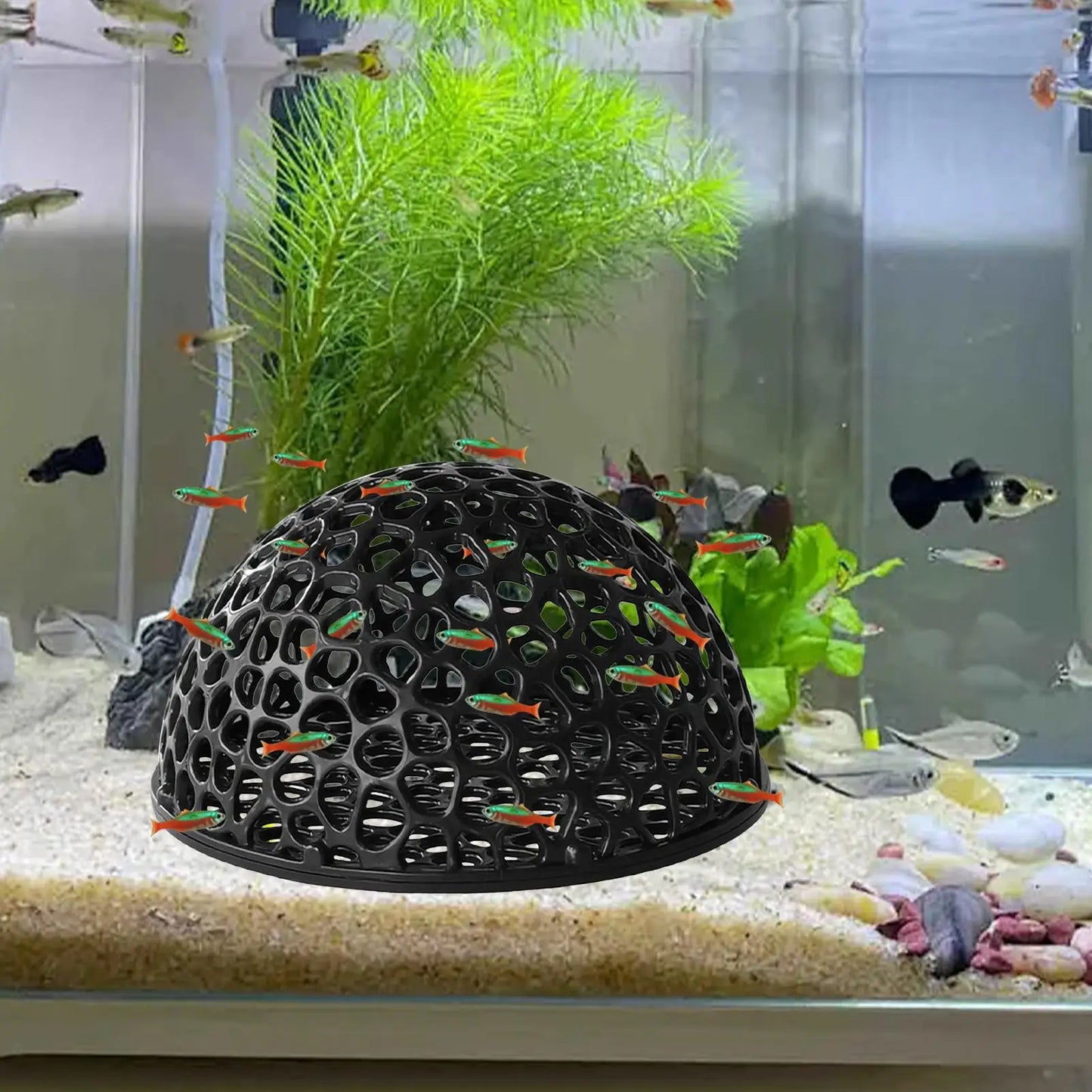 Shrimp Breeding Cave