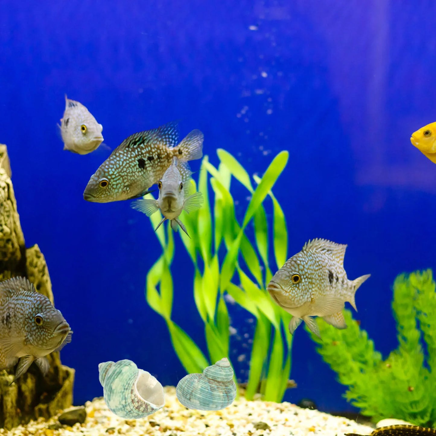 10Pcs Aquarium Natural Conch Hermit Crab Shells