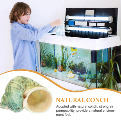 10Pcs Aquarium Natural Conch Hermit Crab Shells
